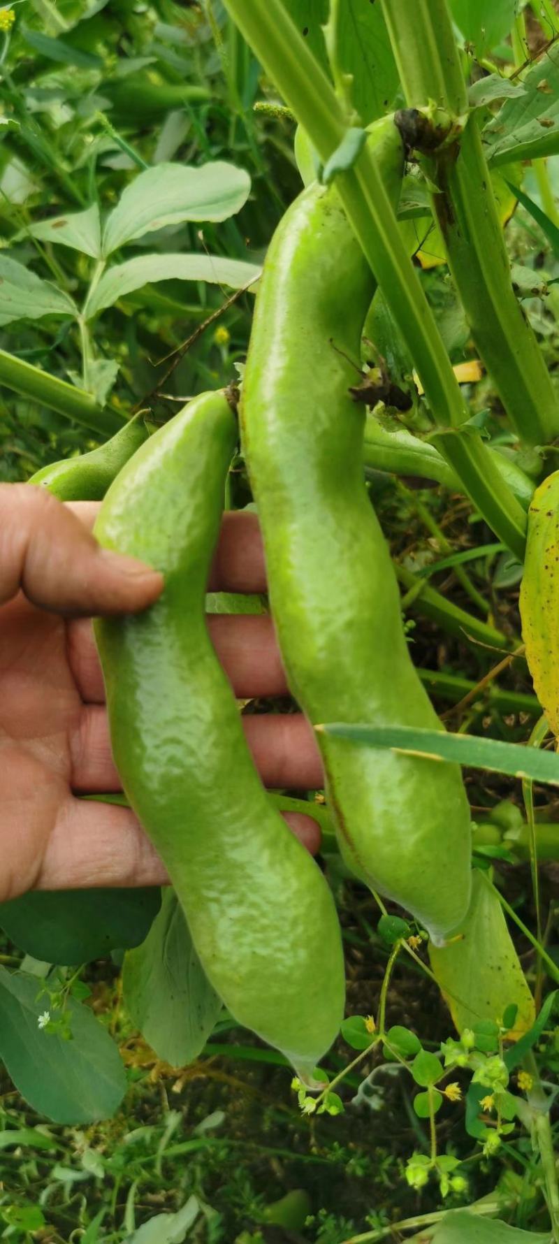 简阳大青豆持续输出