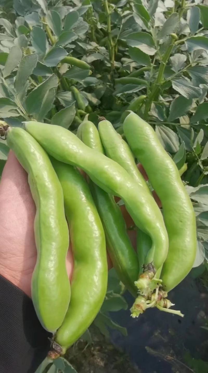 简阳大青豆持续输出