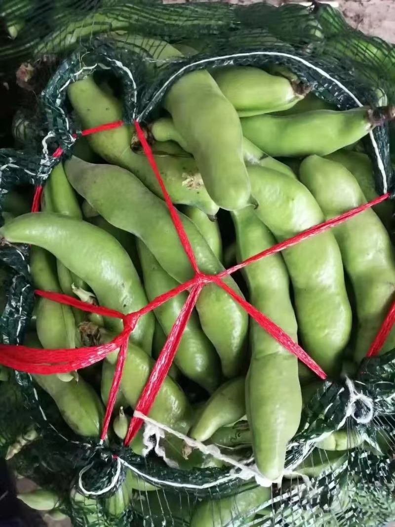 简阳大青豆持续输出