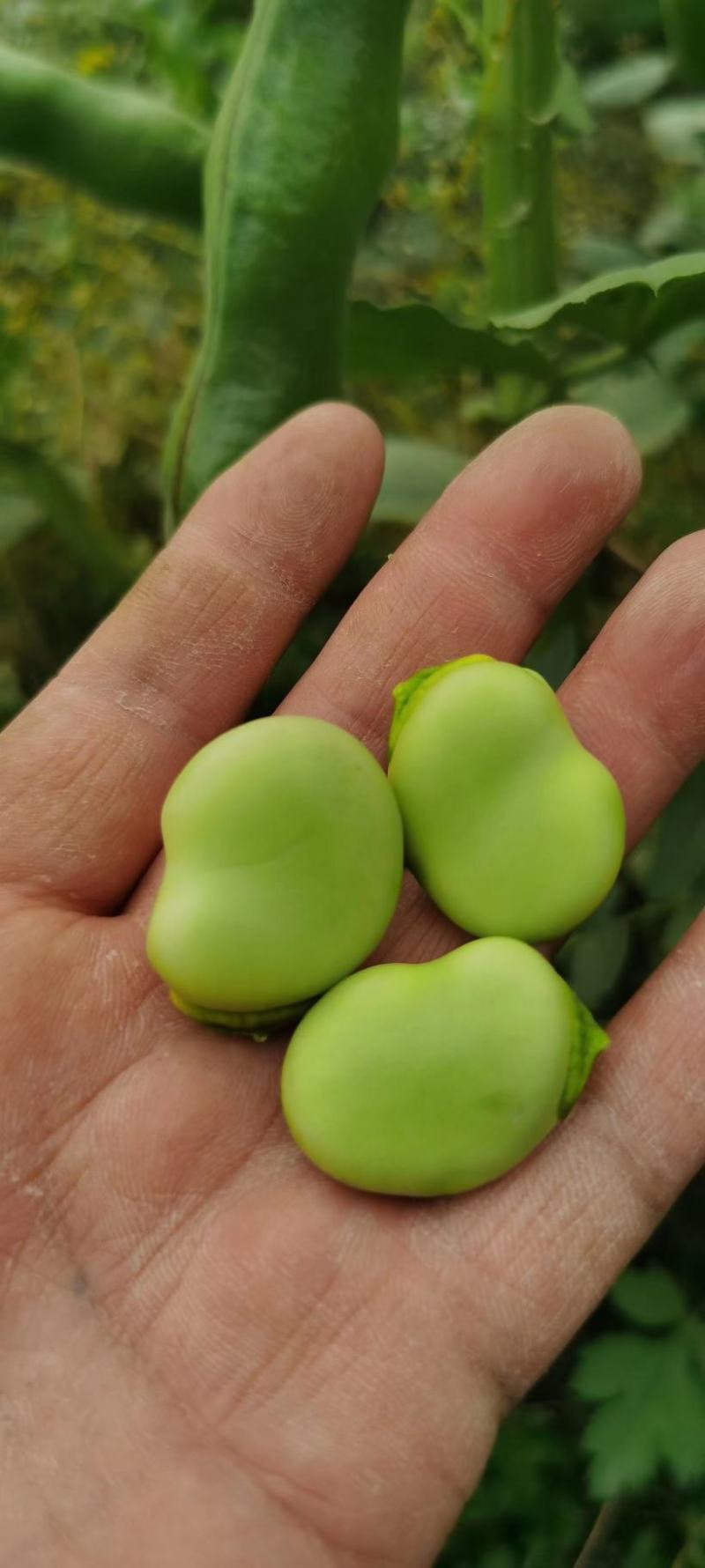 简阳大青豆持续输出