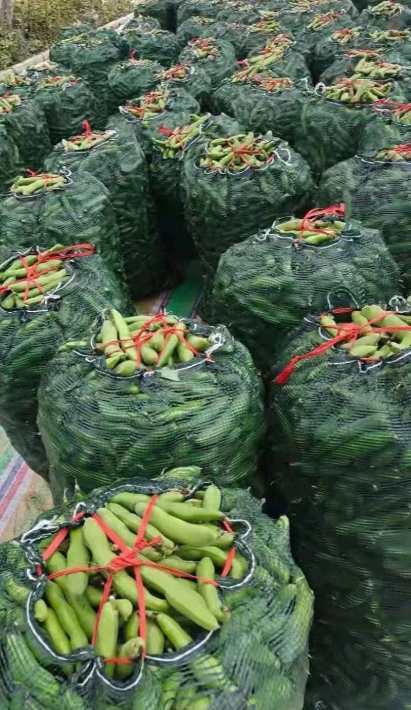 简阳大青豆持续输出