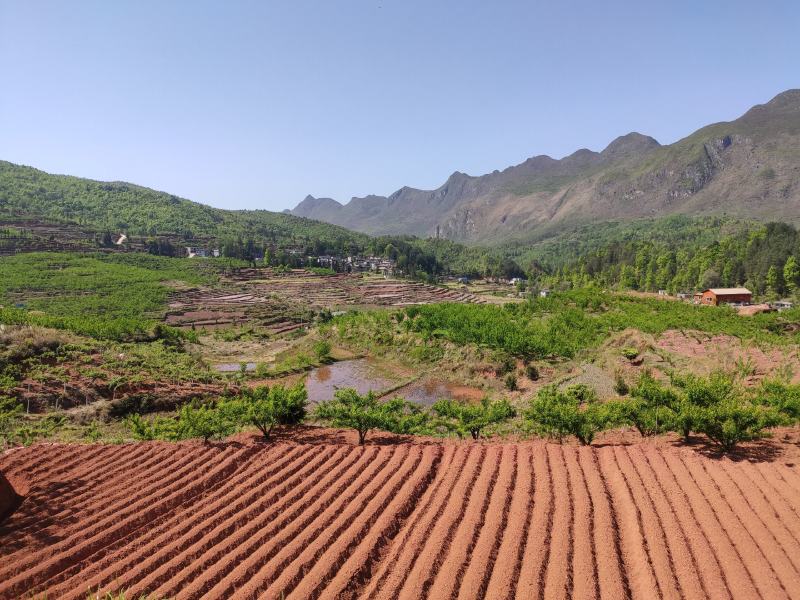 蜂糖李