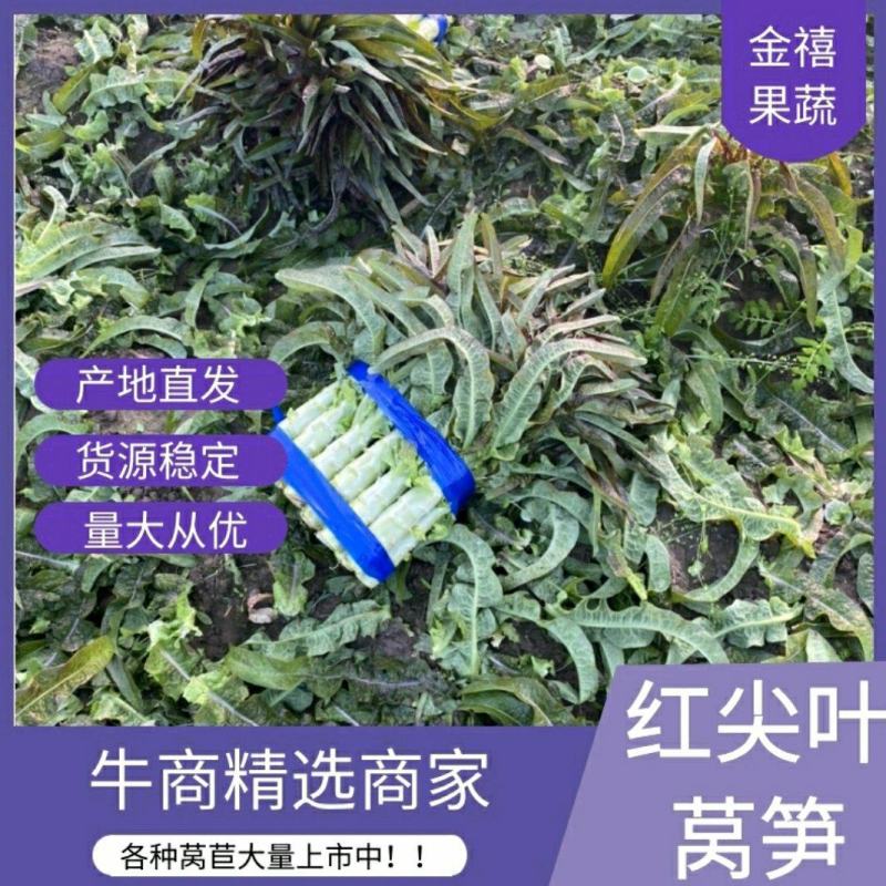 【推荐】山东精品莴笋质量好诚信经营视频看货欢迎来