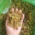 新疆葡萄干，货源充足，大量批发电商多多橙心兴盛合作可代发