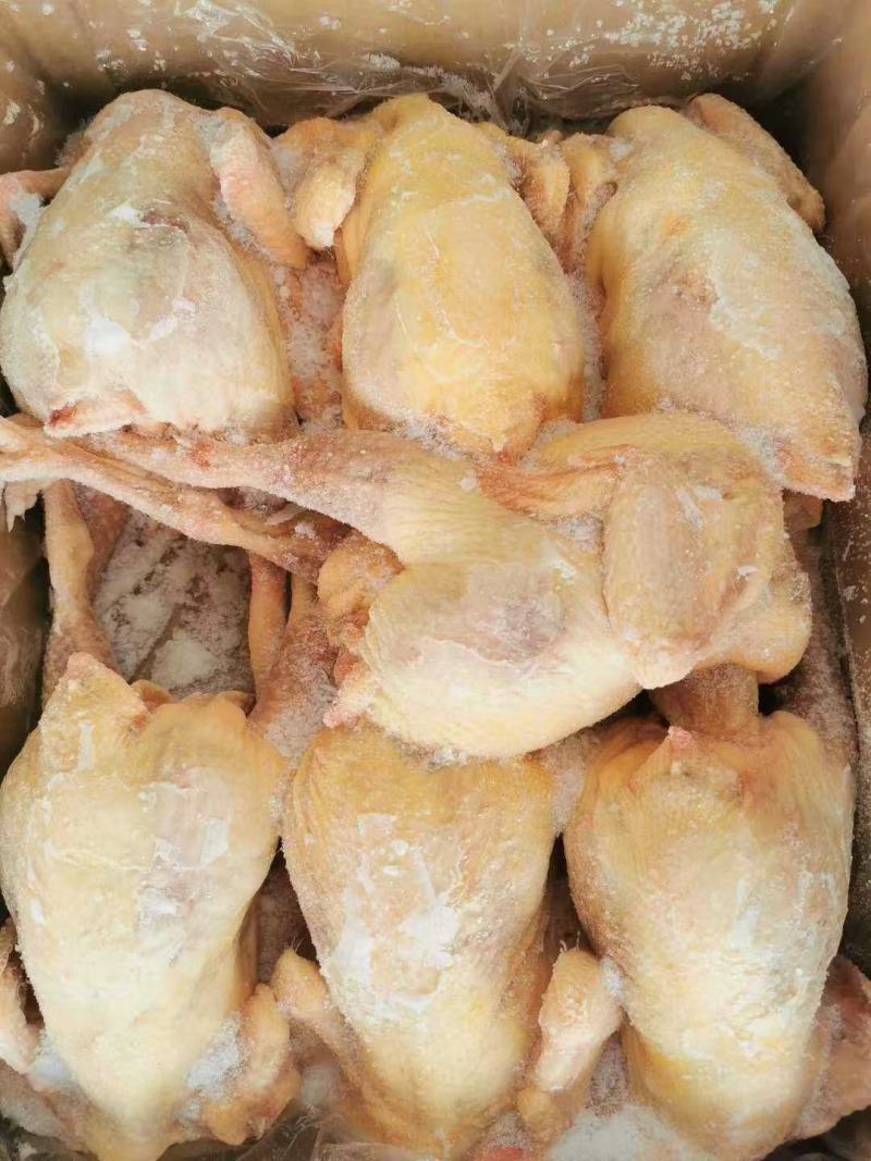 三黄鸡11/12只装，超低价出售，厂家直发