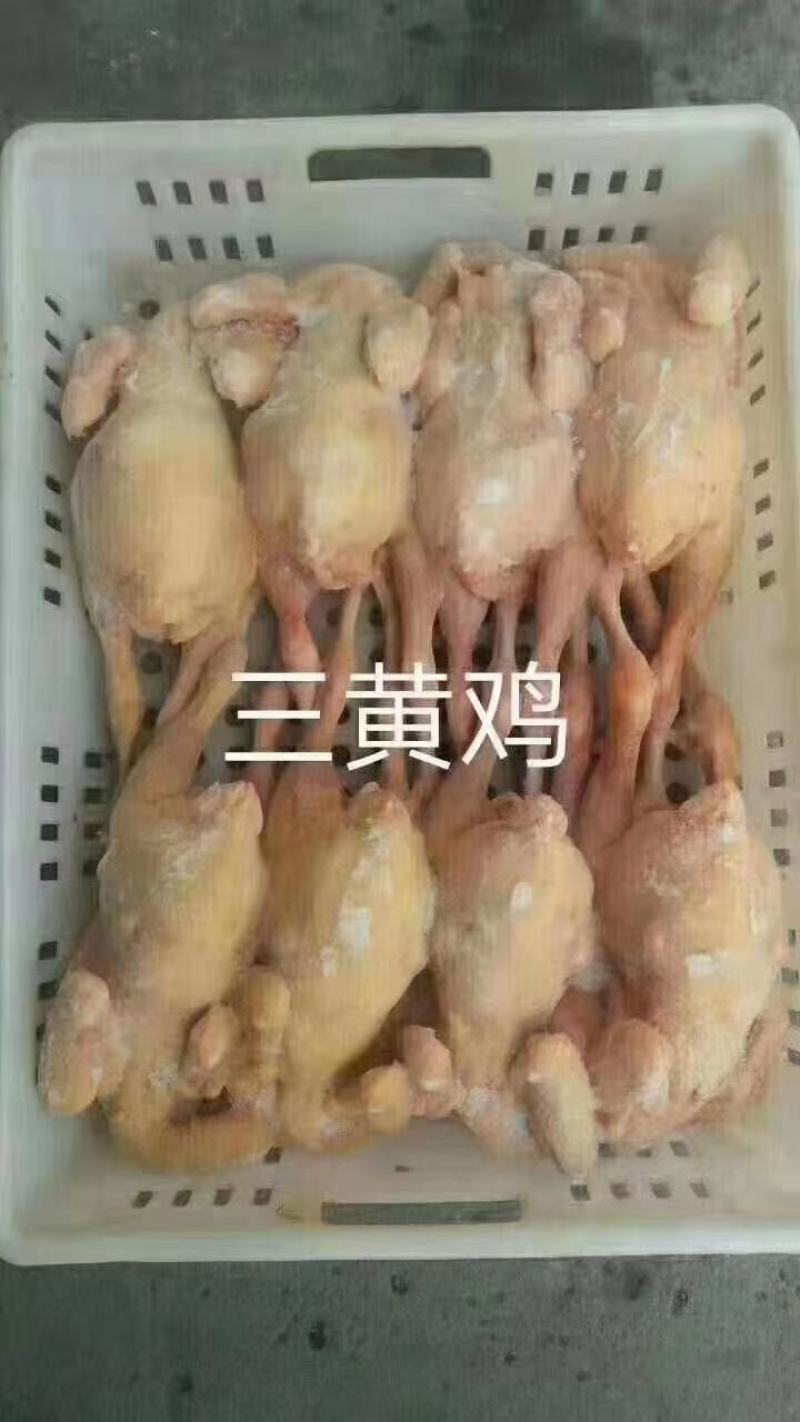 三黄鸡11/12只装，超低价出售，厂家直发