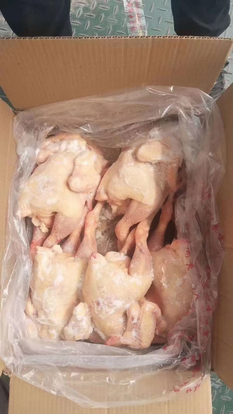三黄鸡11/12只装，超低价出售，厂家直发