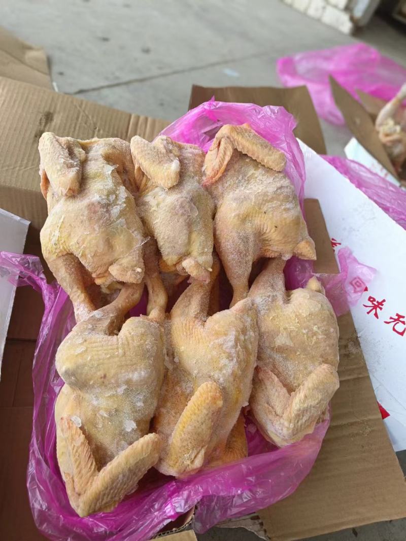 三黄鸡11/12只装，超低价出售，厂家直发