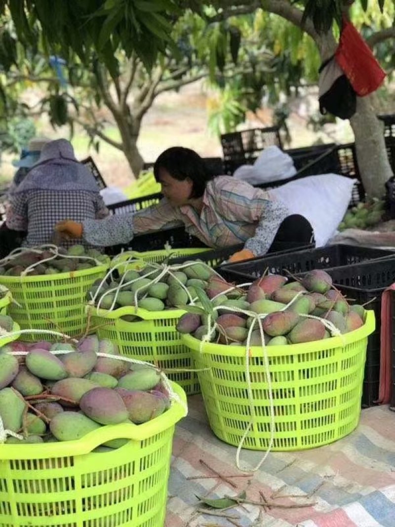 海南贵妃芒产地直供团购一件代发批发量大从优