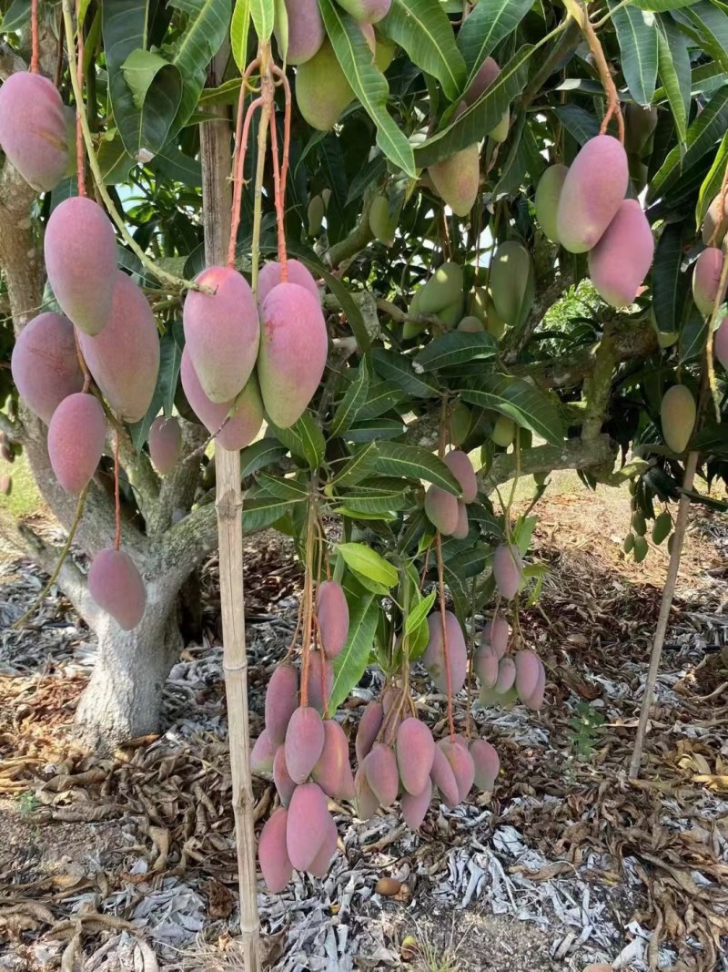 海南贵妃芒产地直供团购一件代发批发量大从优