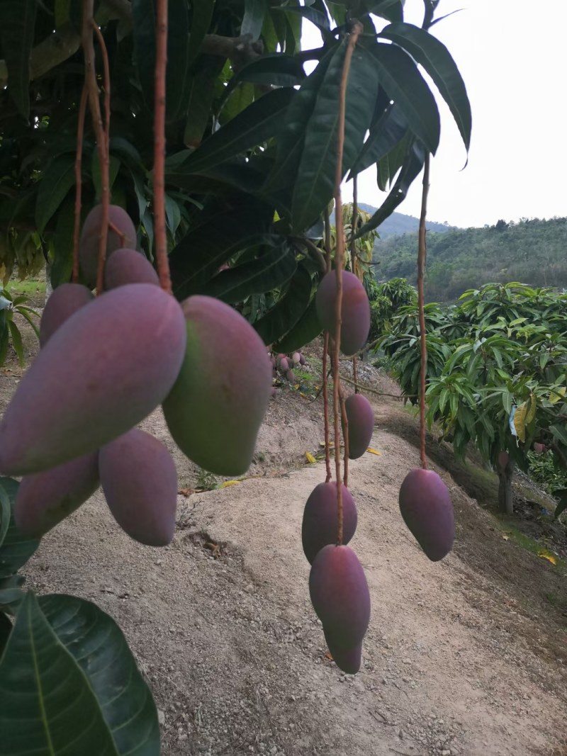 海南贵妃芒产地直供团购一件代发批发量大从优