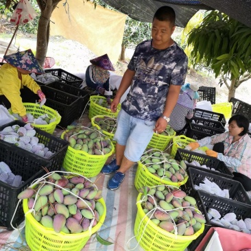 海南贵妃芒产地直供团购一件代发批发量大从优