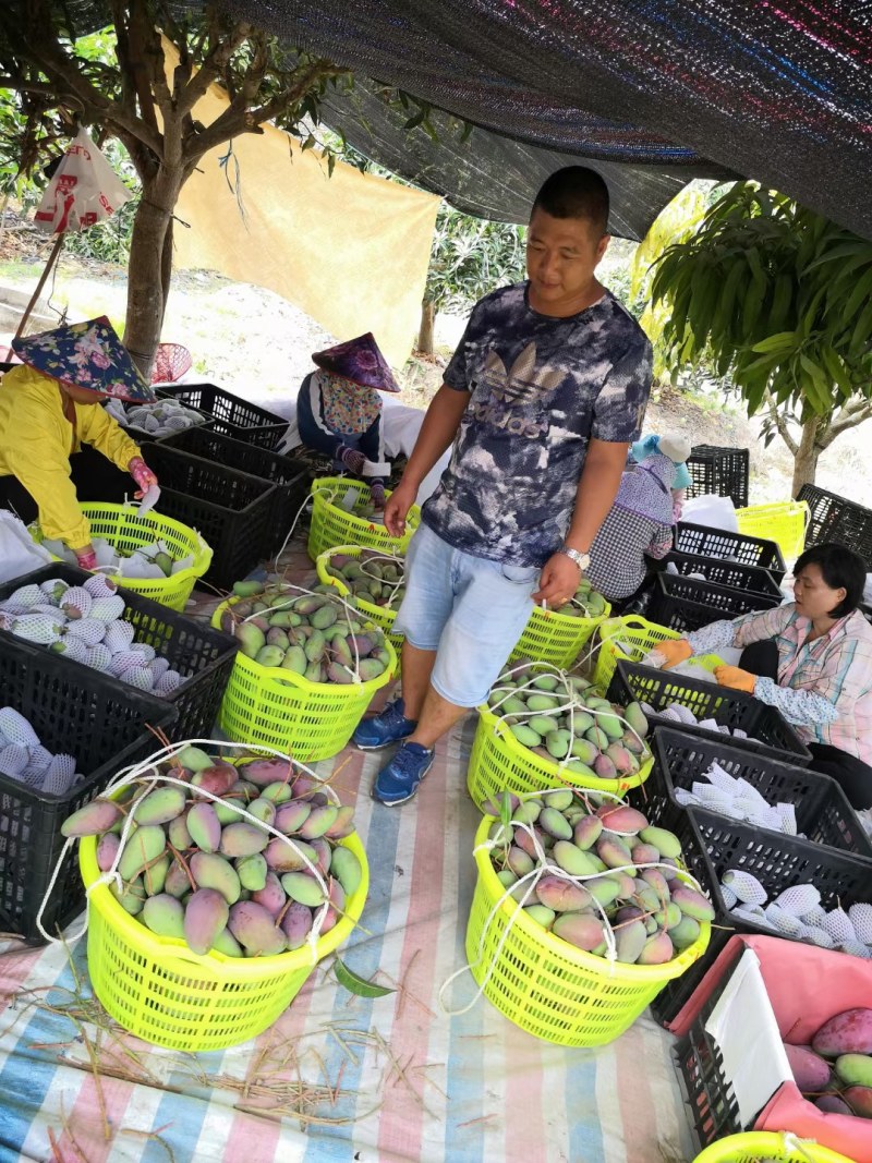 海南贵妃芒产地直供团购一件代发批发量大从优