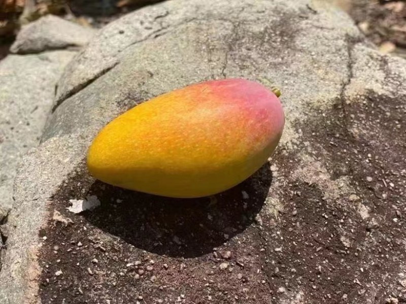 海南贵妃芒产地直供团购一件代发批发量大从优