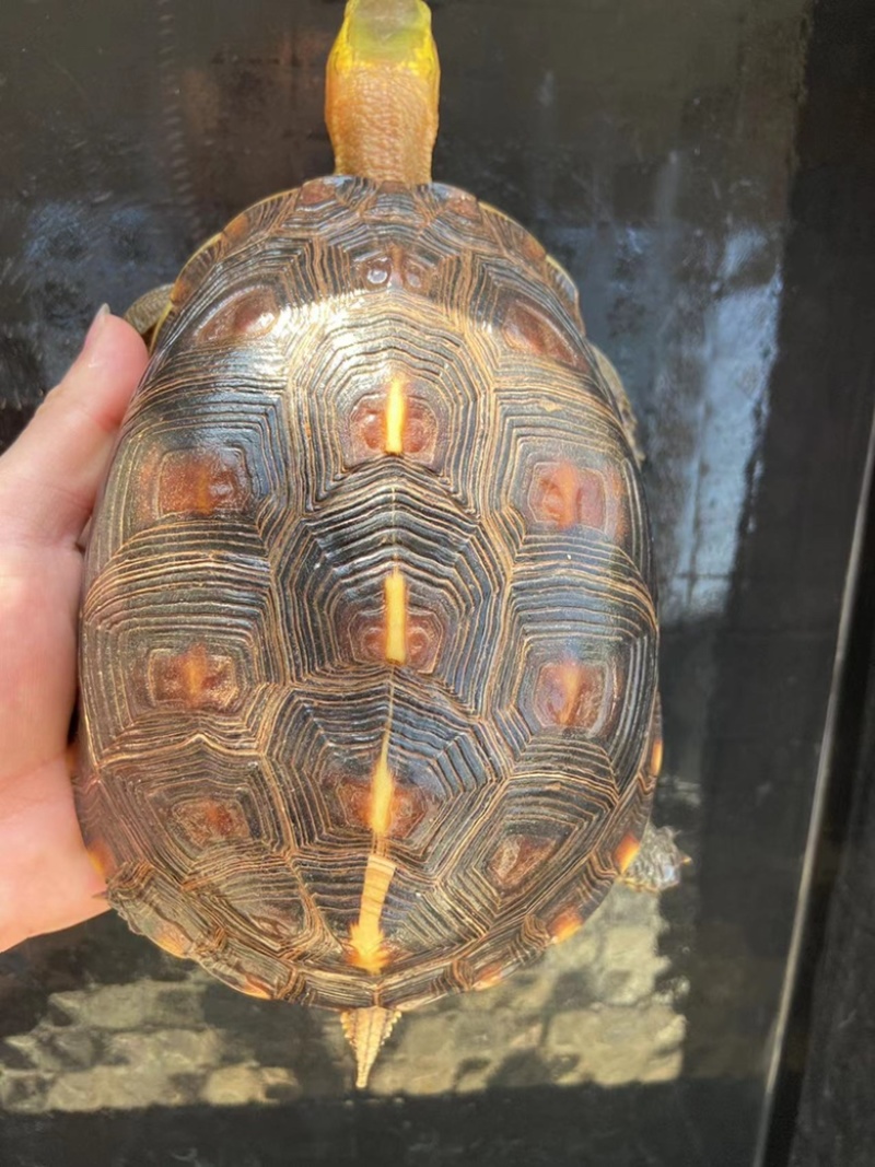 1斤，安缘种母