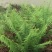 野生肾蕨苗，自然生长，耐寒，耐旱，耐阴，多年生盆景，绿化