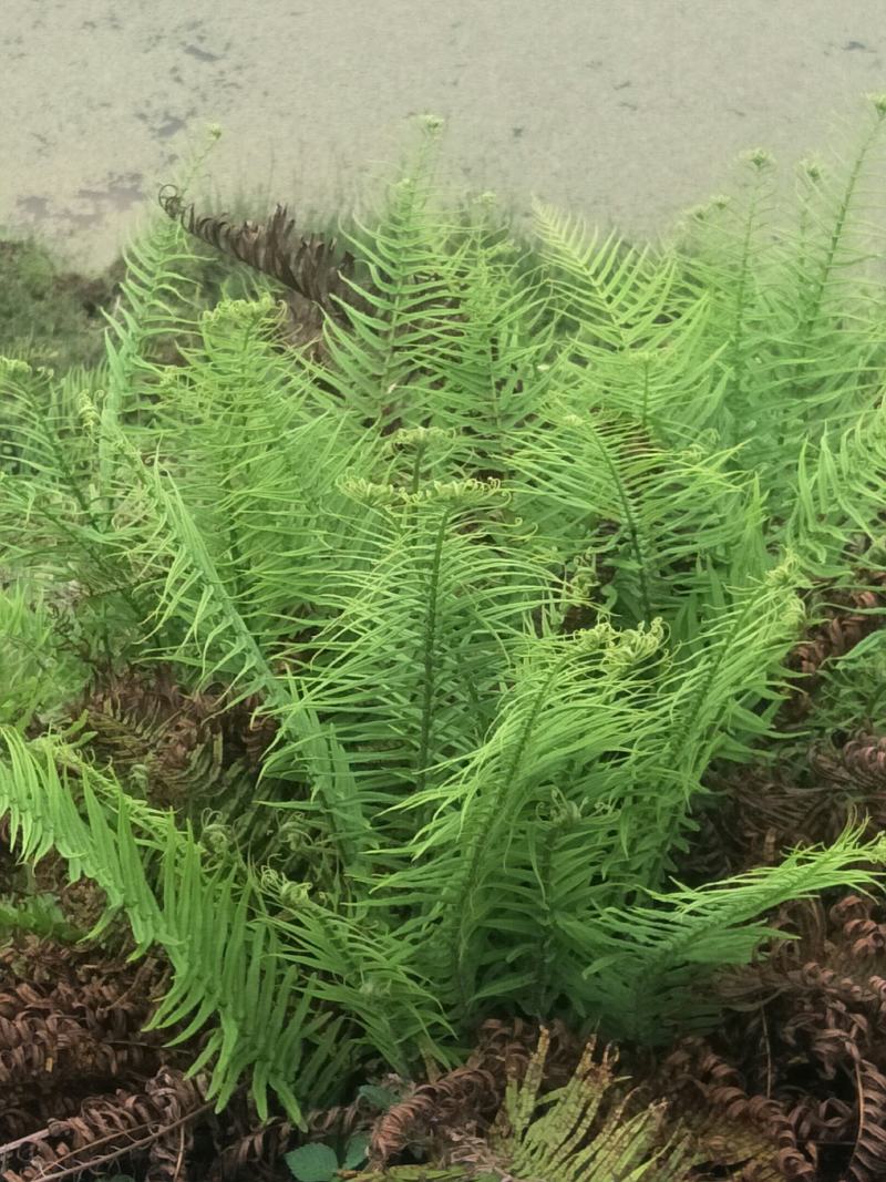 野生肾蕨苗，自然生长，耐寒，耐旱，耐阴，多年生盆景，绿化