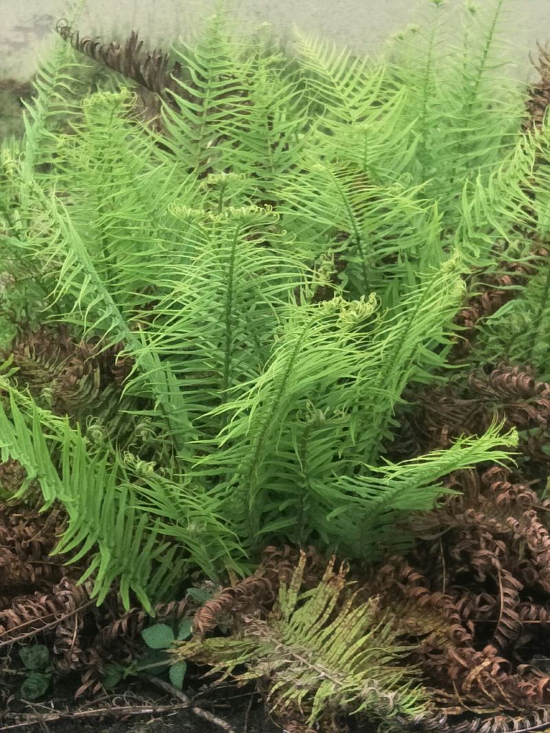 野生肾蕨苗，自然生长，耐寒，耐旱，耐阴，多年生盆景，绿化