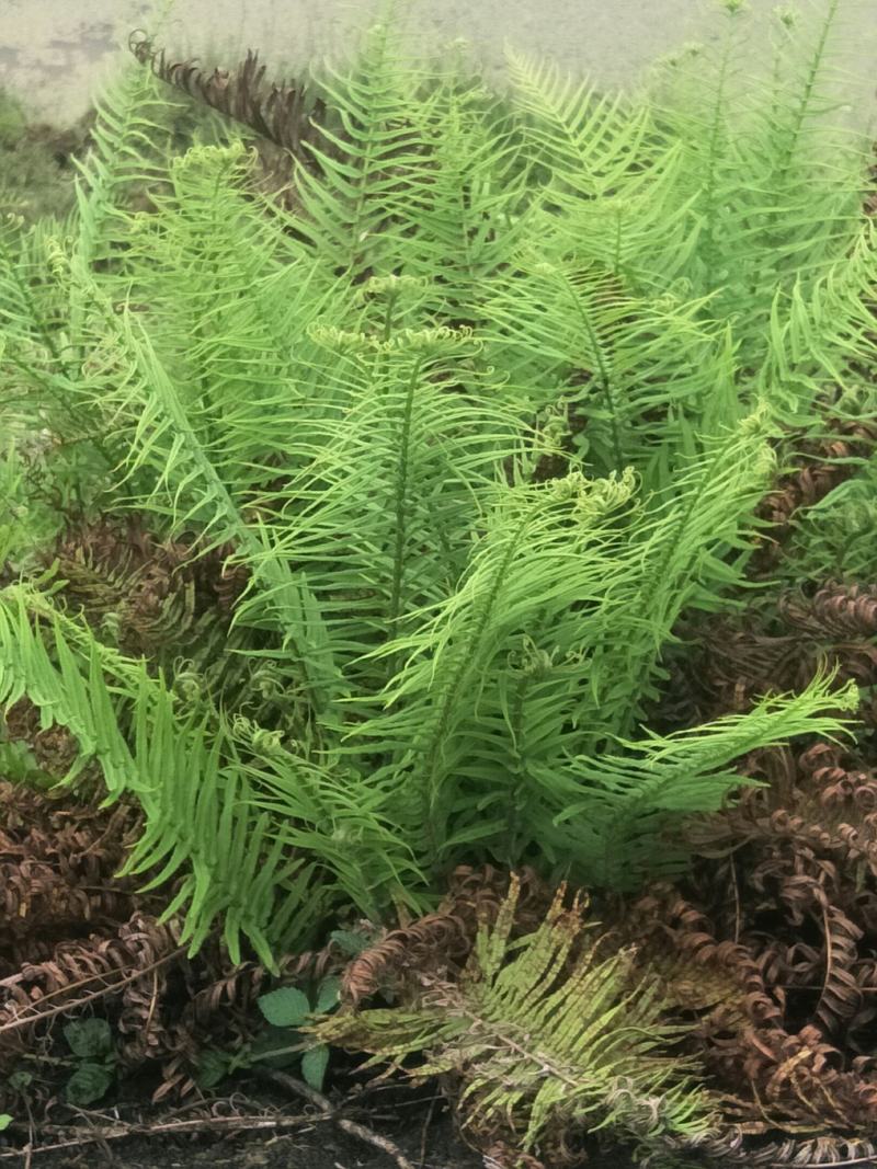 野生肾蕨苗，自然生长，耐寒，耐旱，耐阴，多年生盆景，绿化