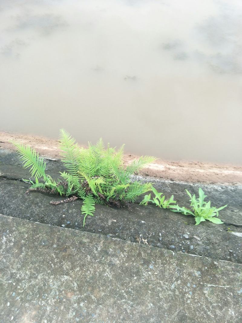 野生肾蕨苗，自然生长，耐寒，耐旱，耐阴，多年生盆景，绿化