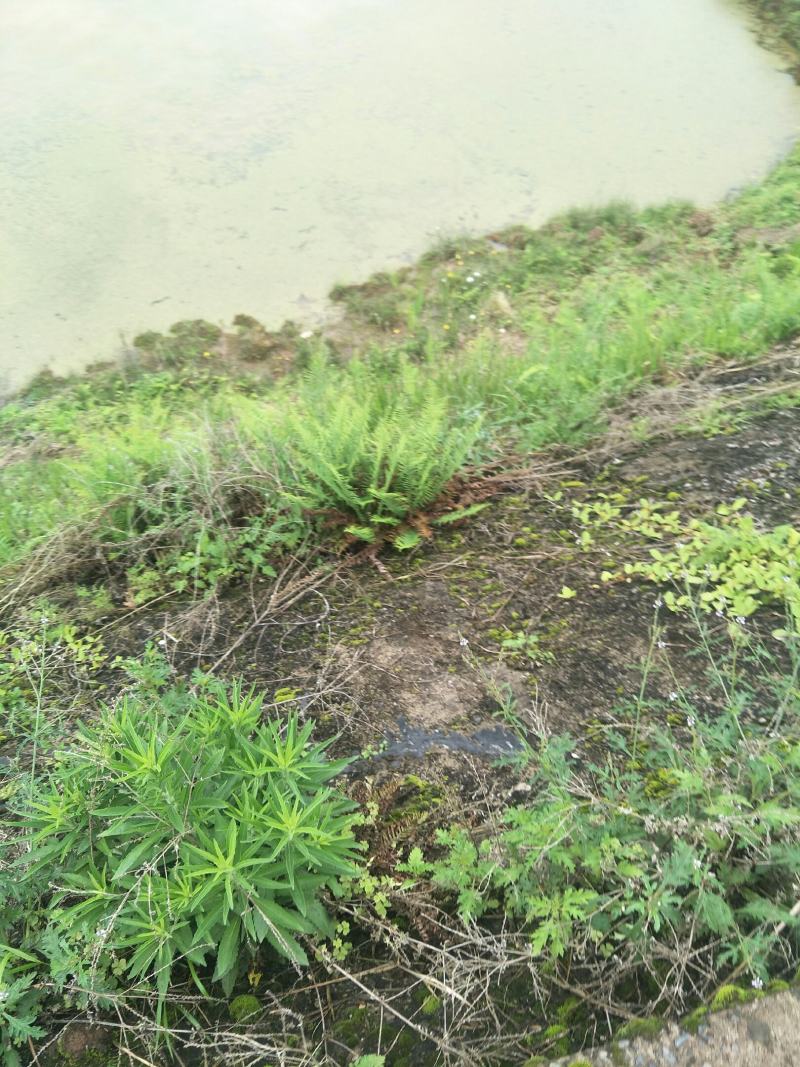 野生肾蕨苗，自然生长，耐寒，耐旱，耐阴，多年生盆景，绿化