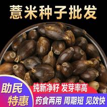 薏米种子四季高产香甜软糯食用薏苡仁中药材小粒薏米种子