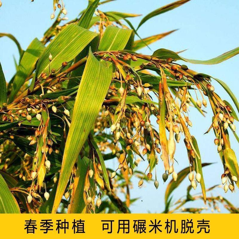 薏米种子四季高产香甜软糯食用薏苡仁中药材小粒薏米种子