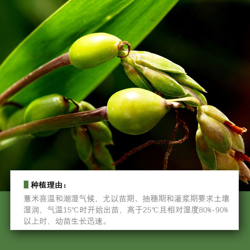 薏米种子四季高产香甜软糯食用薏苡仁中药材小粒薏米种子