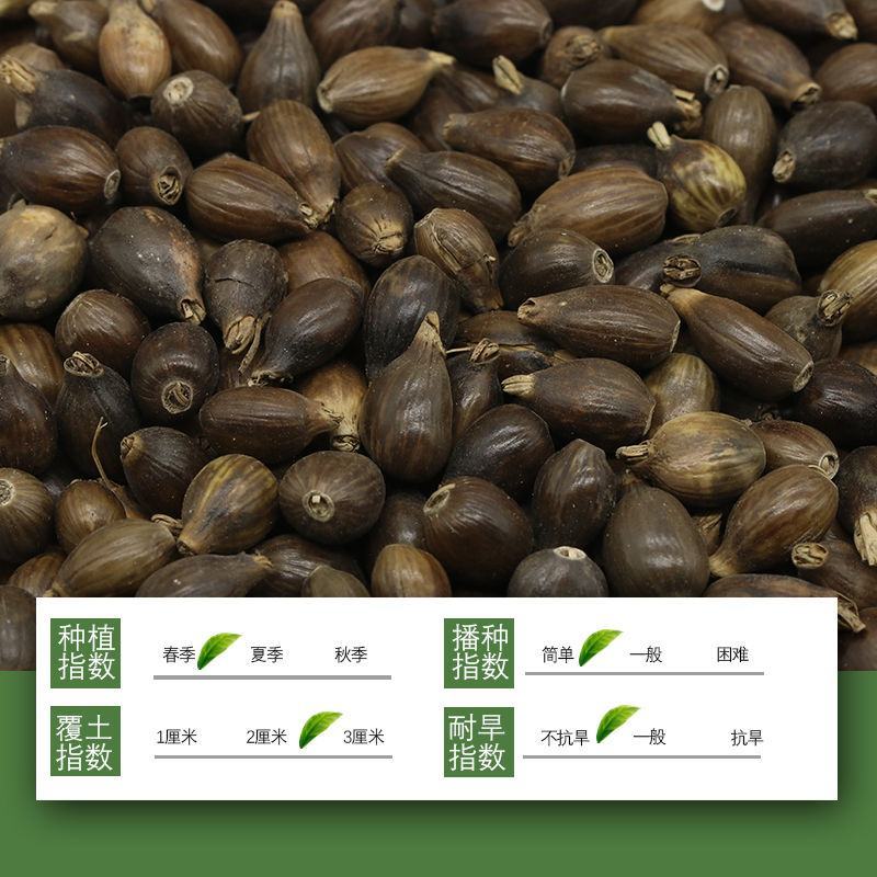 薏米种子四季高产香甜软糯食用薏苡仁中药材小粒薏米种子