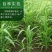 薏米种子四季高产香甜软糯食用薏苡仁中药材小粒薏米种子