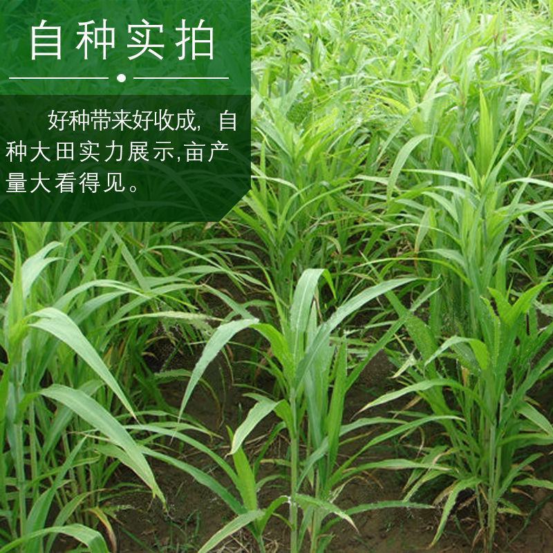 薏米种子四季高产香甜软糯食用薏苡仁中药材小粒薏米种子