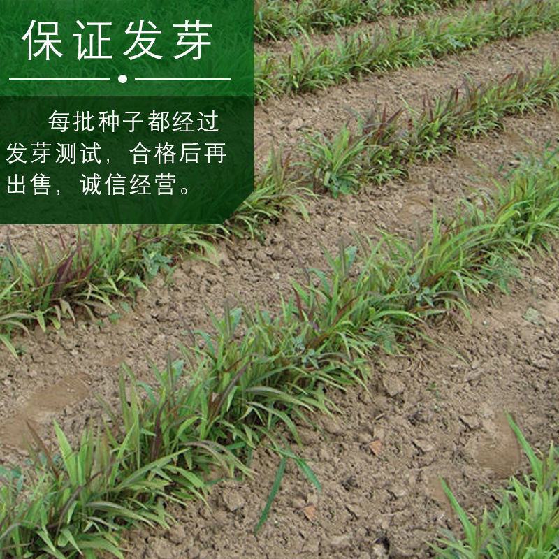 薏米种子四季高产香甜软糯食用薏苡仁中药材小粒薏米种子