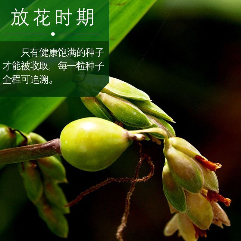 薏米种子四季高产香甜软糯食用薏苡仁中药材小粒薏米种子