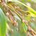 薏米种子四季高产香甜软糯食用薏苡仁中药材小粒薏米种子