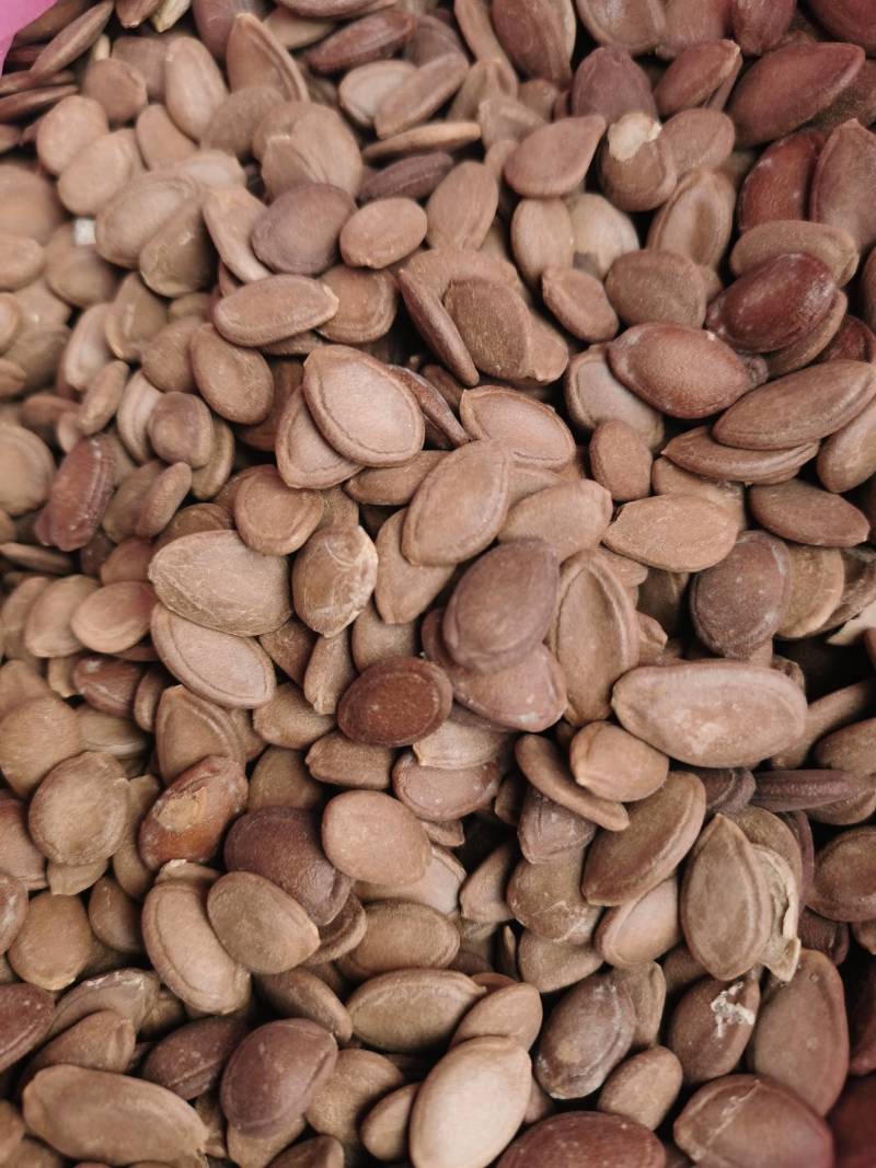 瓜蒌新籽可炒货食用楼籽可作种子用，保发芽出苗