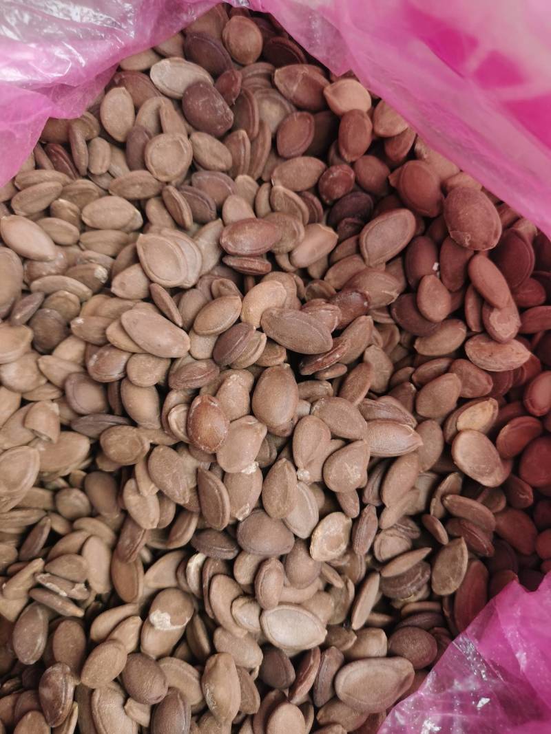 瓜蒌新籽可炒货食用楼籽可作种子用，保发芽出苗