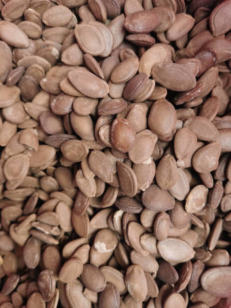 瓜蒌新籽可炒货食用楼籽可作种子用，保发芽出苗