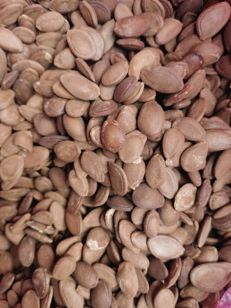 瓜蒌新籽可炒货食用楼籽可作种子用，保发芽出苗