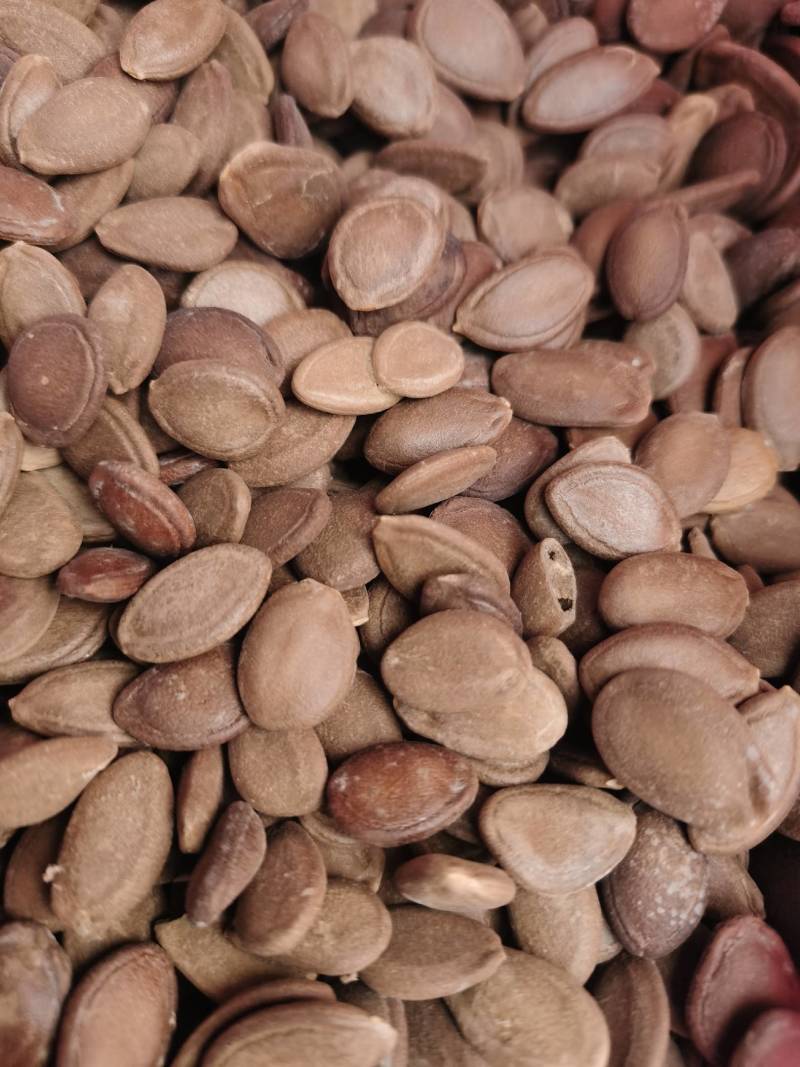 瓜蒌新籽可炒货食用楼籽可作种子用，保发芽出苗
