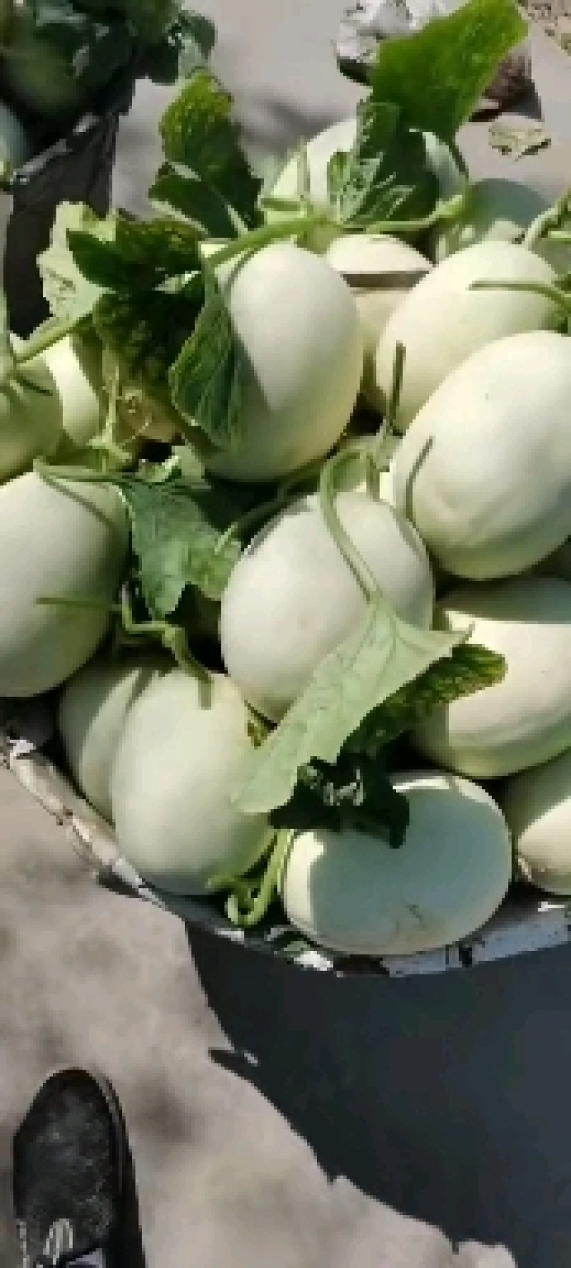 玉菇甜瓜上市了，可进小区，可视频看货，欢迎预约现采