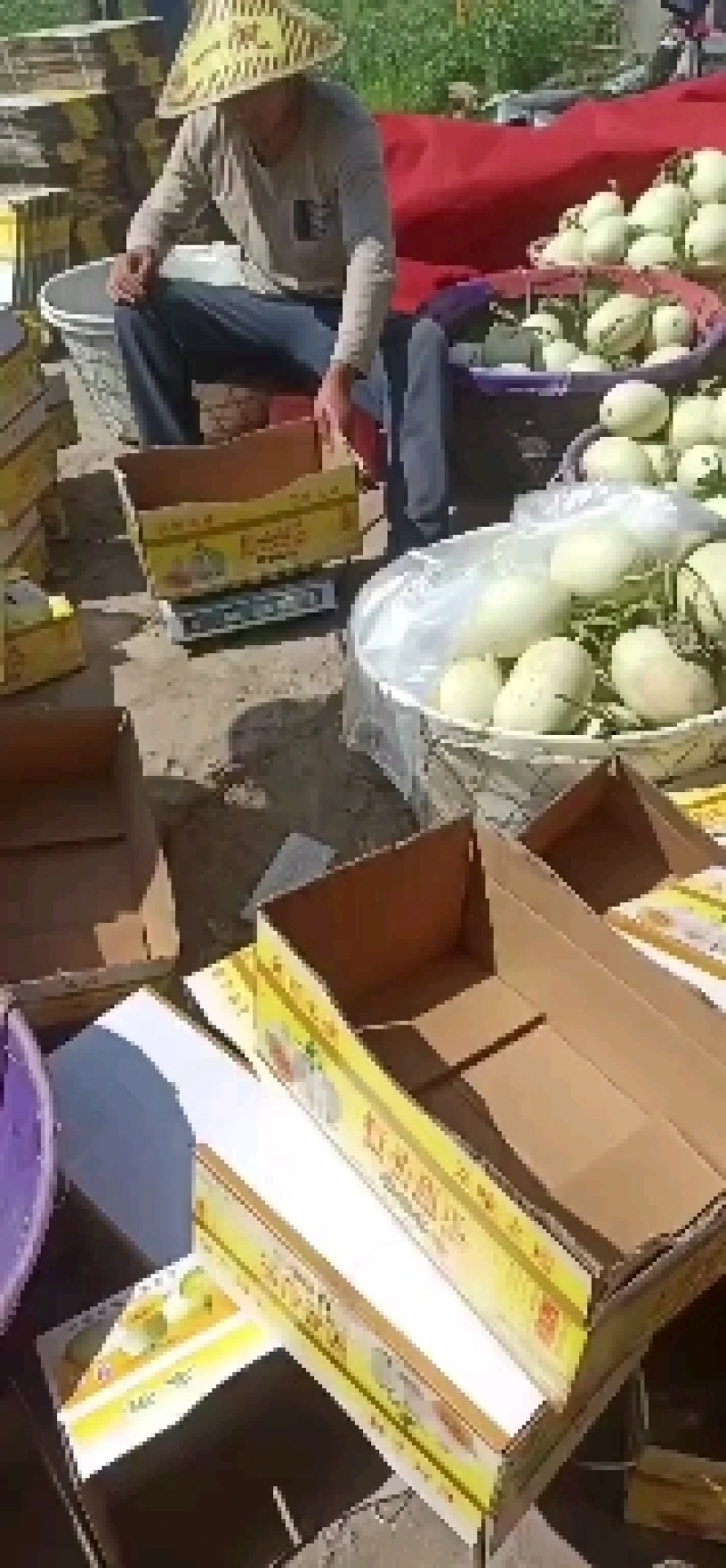 玉菇甜瓜上市了，可进小区，可视频看货，欢迎预约现采