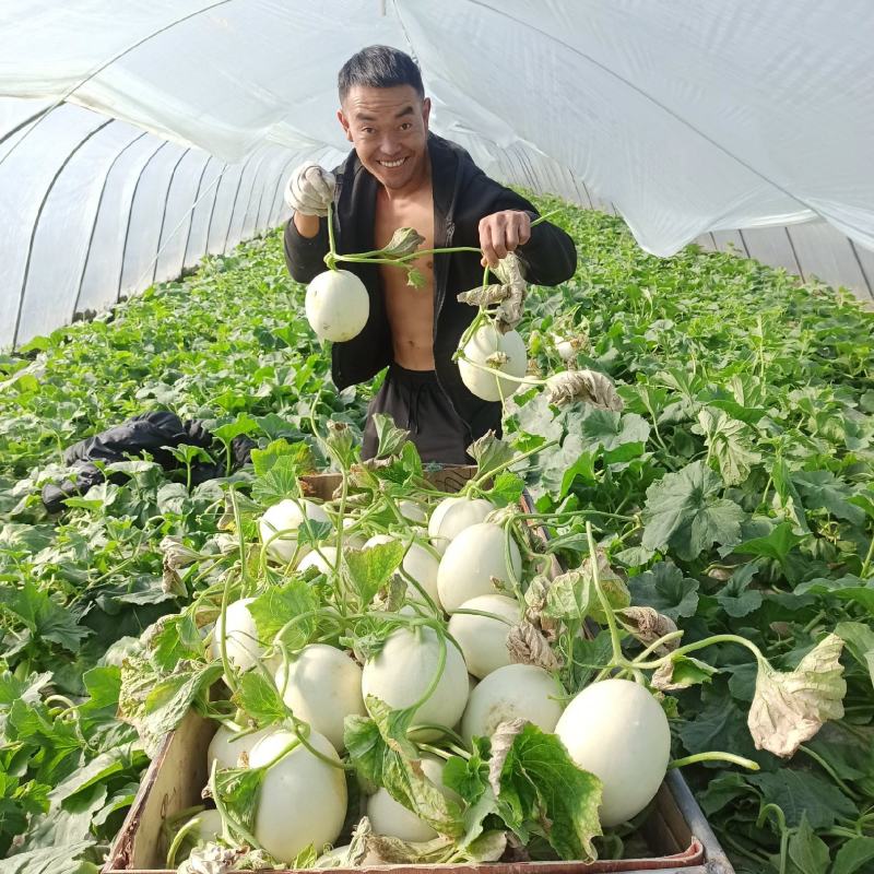 玉菇甜瓜上市了，可进小区，可视频看货，欢迎预约现采