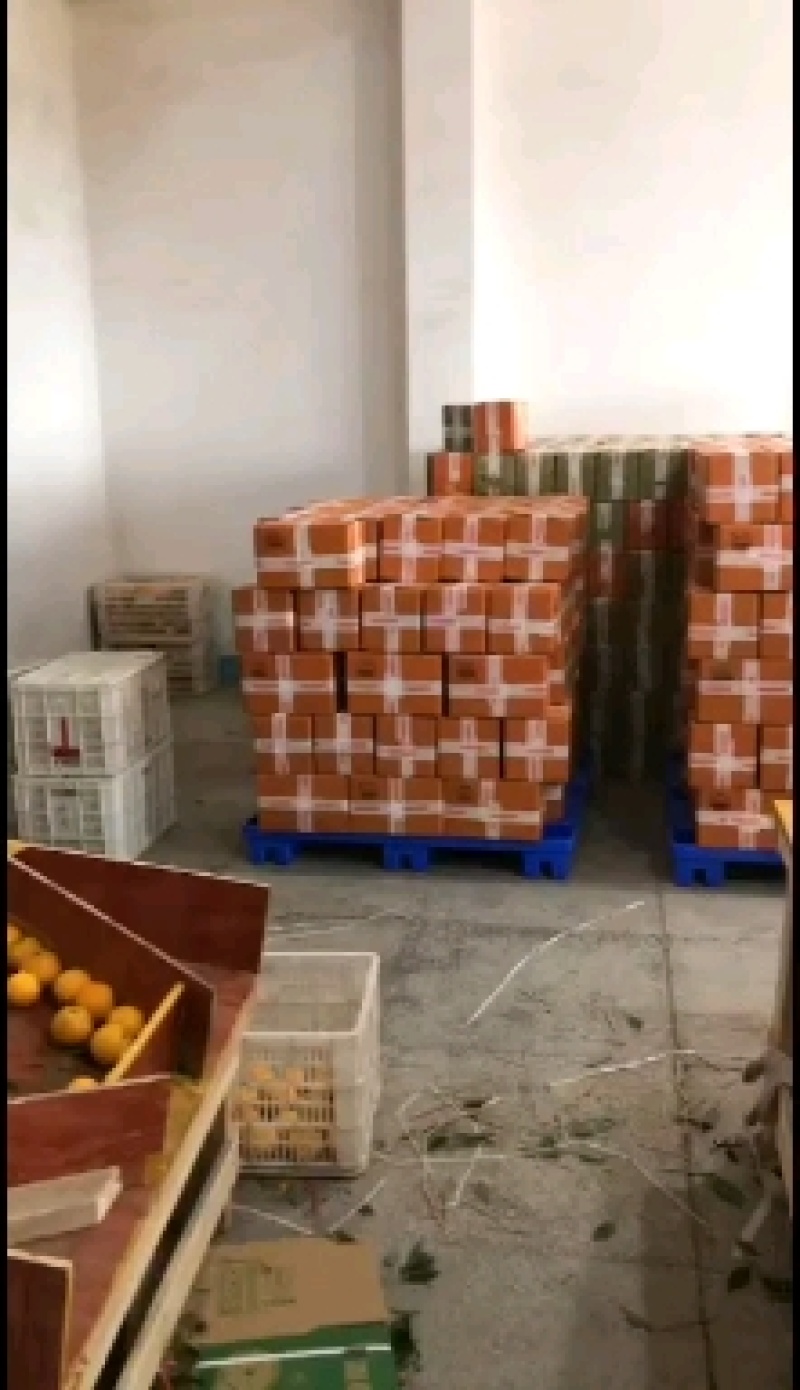 血橙发福建老板整车二万斤半天搞定，冰糖橙量大，一件代发。