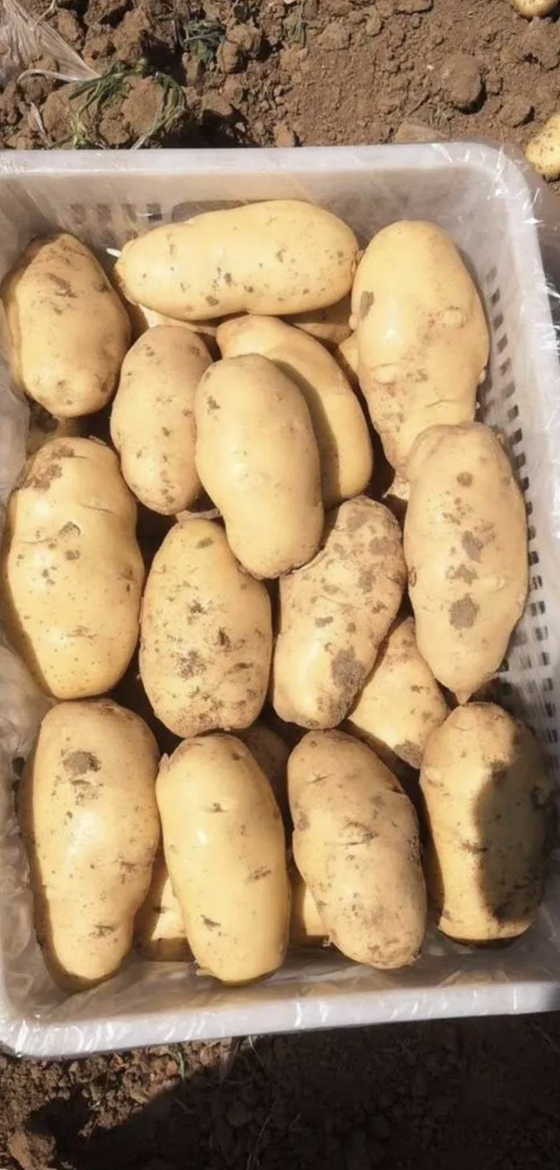 肥城大棚荷兰十五土豆大量上市，货源充足，品质保证，全国发