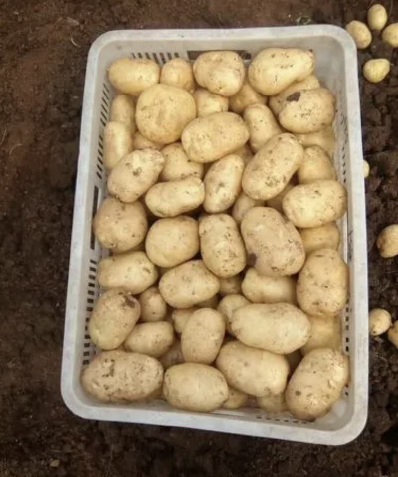 肥城大棚荷兰十五土豆大量上市，货源充足，品质保证，全国发
