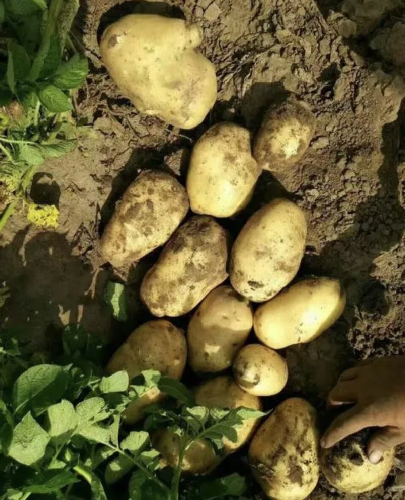 肥城大棚荷兰十五土豆大量上市，货源充足，品质保证，全国发