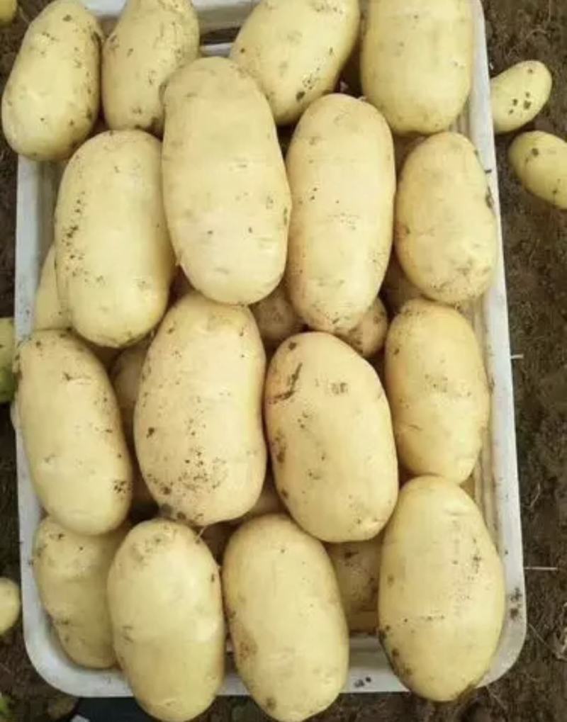 肥城大棚荷兰十五土豆大量上市，货源充足，品质保证，全国发