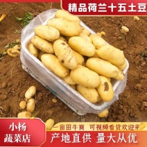 肥城大棚荷兰十五土豆大量上市，货源充足，品质保证，全国发