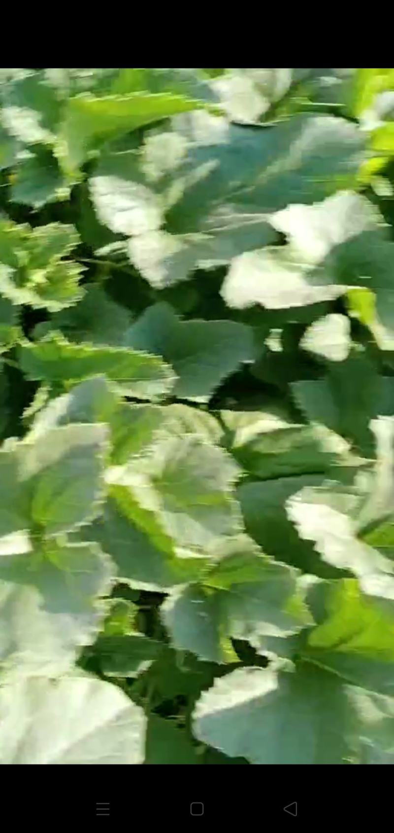 众筹种地新疆有机哈密瓜种植