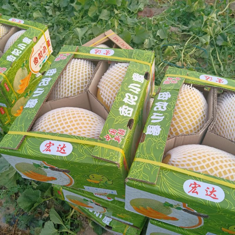 众筹种地新疆有机哈密瓜种植